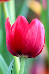 Naklejka premium Tulip flower