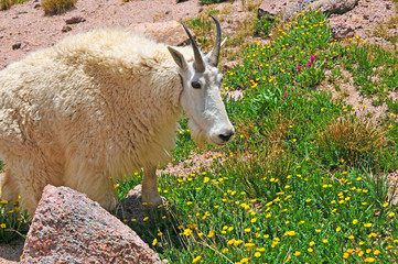 Mountain Goat, Rocky Mountains, USA