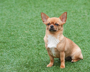 Red chihuahua dog siting on green grass - 66237994