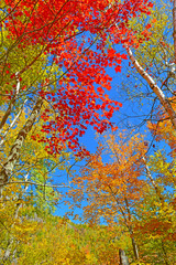 Autumn foliage in New York
