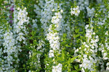 Fototapeta na wymiar White flowers in garden