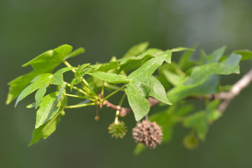 Branch of amber tree