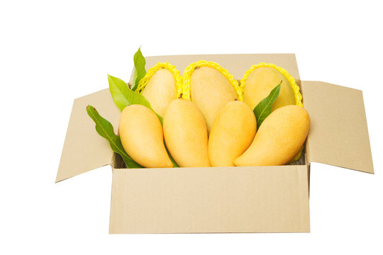 Ripped Mangoes In A Paper Box Ready To Export.