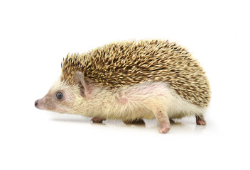 Hedgehog isolate on white background
