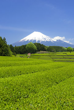富士山と茶畑-1585