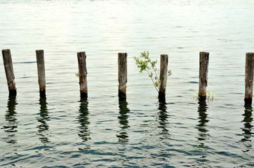 湖面に浮かぶ杭