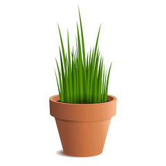 Green grass in a pot isolated on white background. Vector