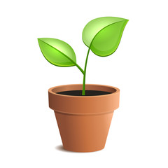 Young Green Plant in Pot Isolated on the White Backgrounds.