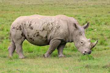 White rhinoceros, Lake Nakuru National Park