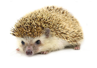 Hedgehog isolate on white background