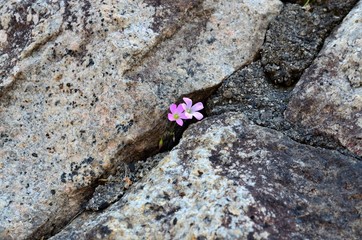岩場に咲く花