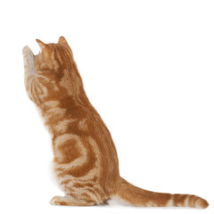 Roter Kater von hinten aufgerichtet