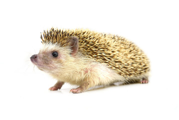 Hedgehog isolate on white background