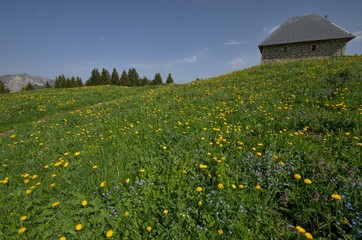 Pravouta dans le massif de la Chartreuse