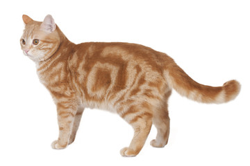 Roter Kater steht seitlich