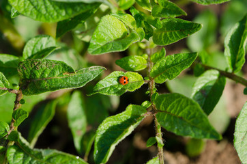 ladybird insect animal sit on bean plant leaves