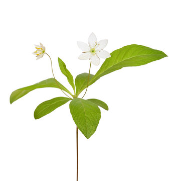 Trientalis europaea flower