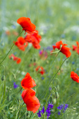 Obraz premium red poppy