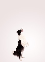 Cute border collie with copy space