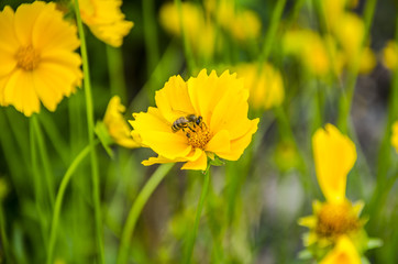 На цветке пчела