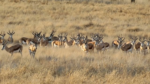 Herd of springbok antelopes, Kalahari desert,