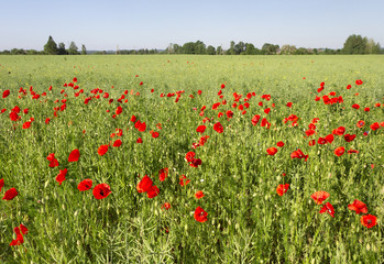Poppies growing in a field.