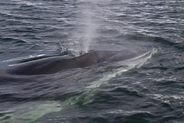 Obraz premium Minke whale pop-up on the ocean surface and produces a fountain