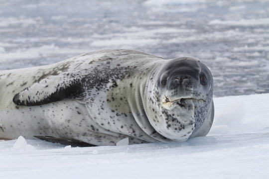 old male leopard sea resting on the ice of Antarctica
