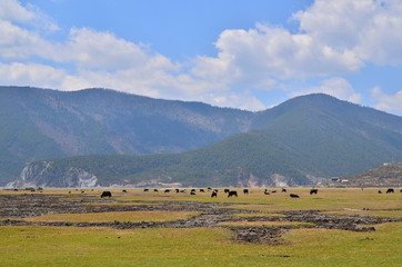 Group of Sheep in Savanna Fields