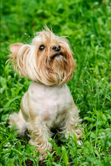 Yorkshire Terrier Dog on the green grass