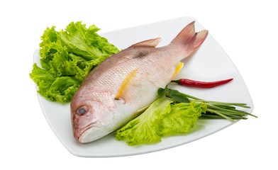 Raw red snapper