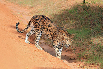 Sri Lankan Leopard, Yala, Sri Lanka