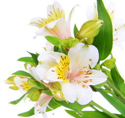 Fototapeta na wymiar Alstroemeria flowers isolated on white
