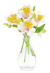 Alstroemeria flowers in vase isolated on white