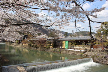 Obraz premium 京都の桜と川