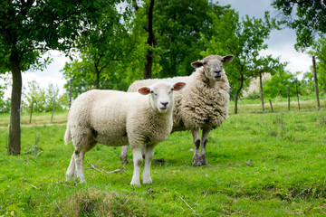 Two sheep on pasture