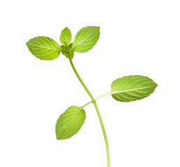 Reverse of peppermint twig