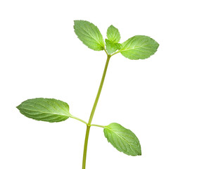 Obraz premium Mint twig