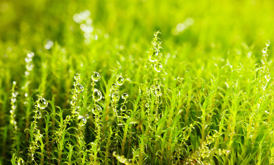 Green moss and water drops