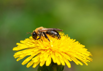 Bee on blossom dandelion head