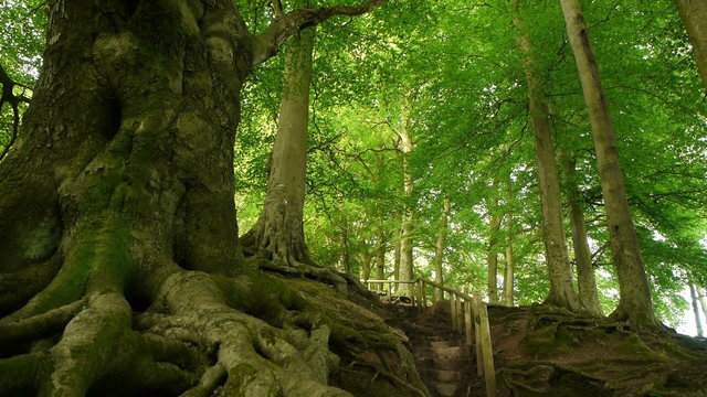 Tree roots, trunk and high branches. With camera move.