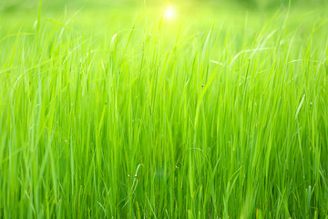 Beautiful green grass in field