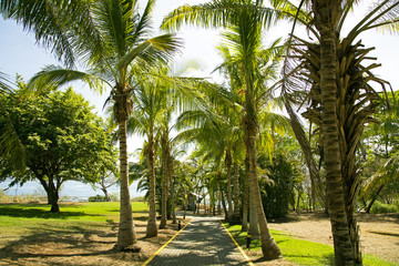 Fototapeta na wymiar Road to the Pacific ocean through a park with palms