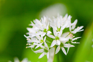  wild garlic