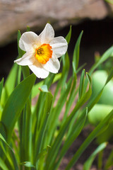 Narcissus flower on spring