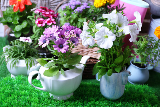 Flowers in  decorative pots and garden tools