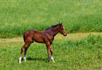 Fototapeta premium Foal