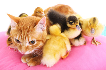 Red cat with cute ducklings on pink pillow close up