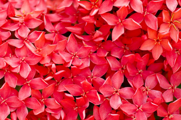 Red Ixora or West Indian Jasmine Flower for backgroun