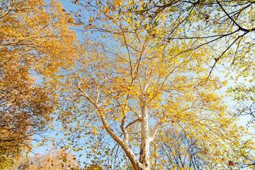 trees with fallen leaves